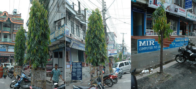 Tree-guard Tree guard